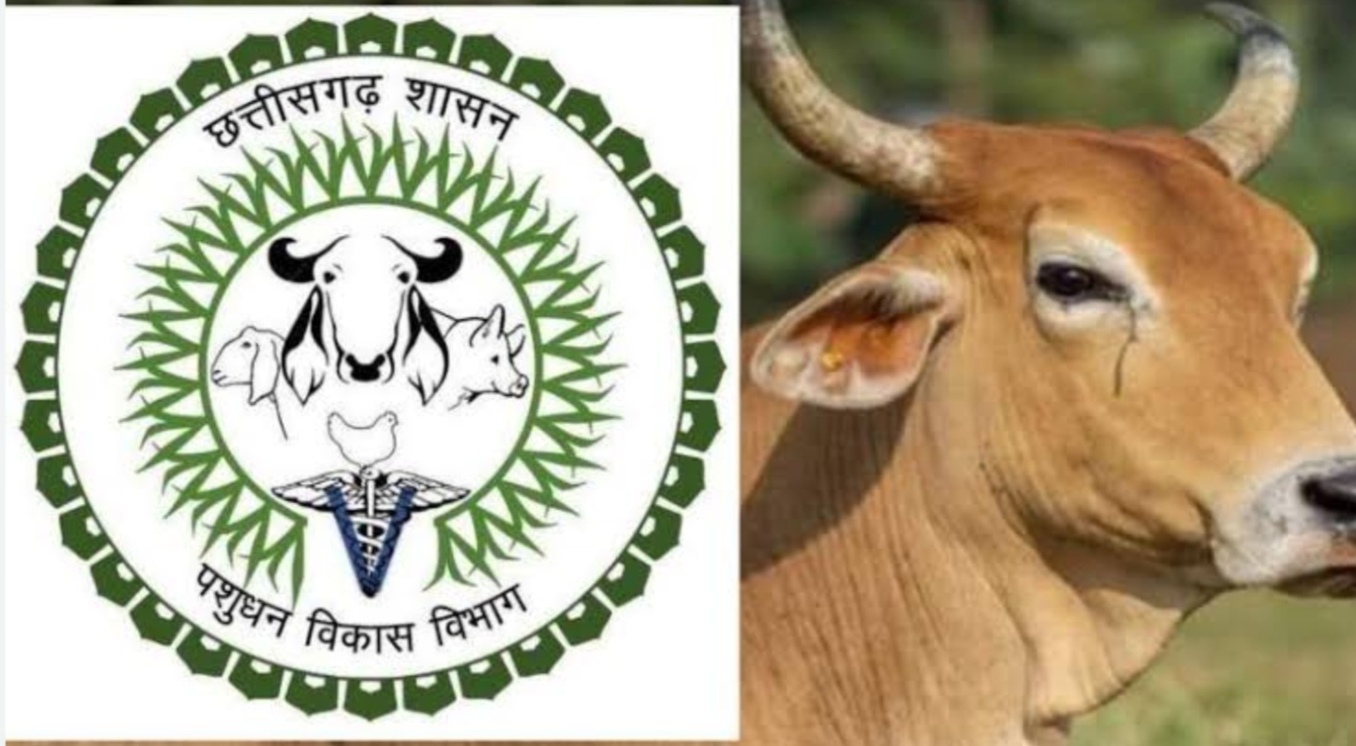 सहायक पशु चिकित्सा क्षेत्र अधिकारी पद पर भर्ती हेतु 11 अगस्त तक आवेदन पत्र आमंत्रित